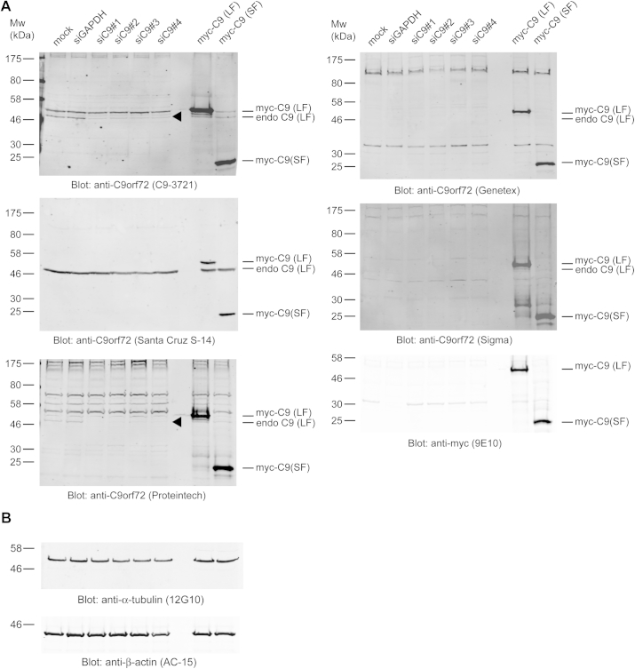 Supplementary Fig. 4