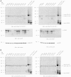 Supplementary Fig. 5