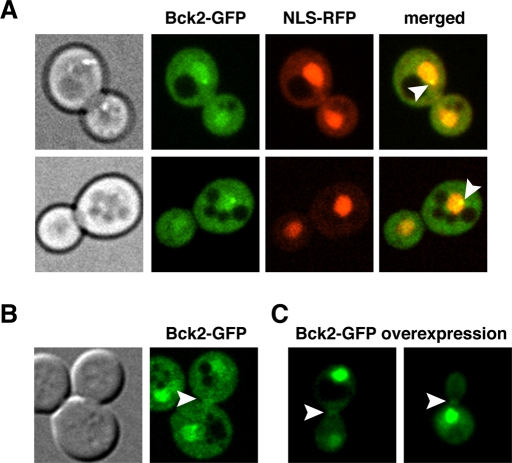 FIGURE 4: