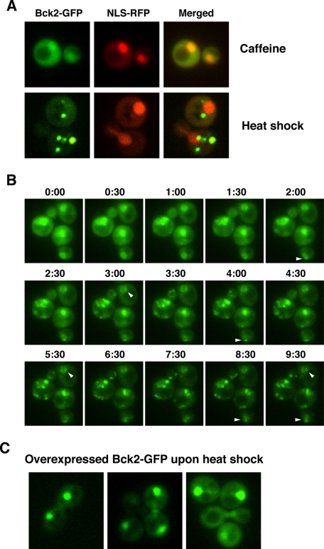 FIGURE 5: