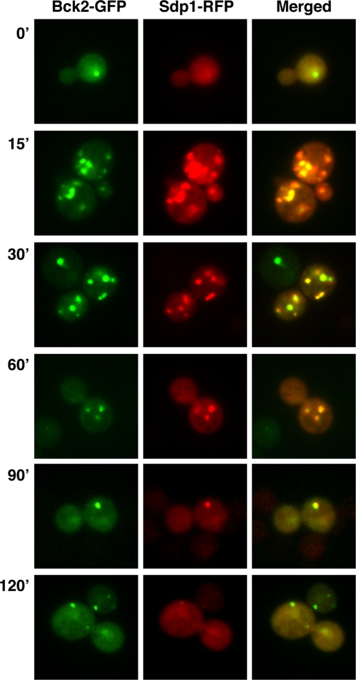 FIGURE 6: