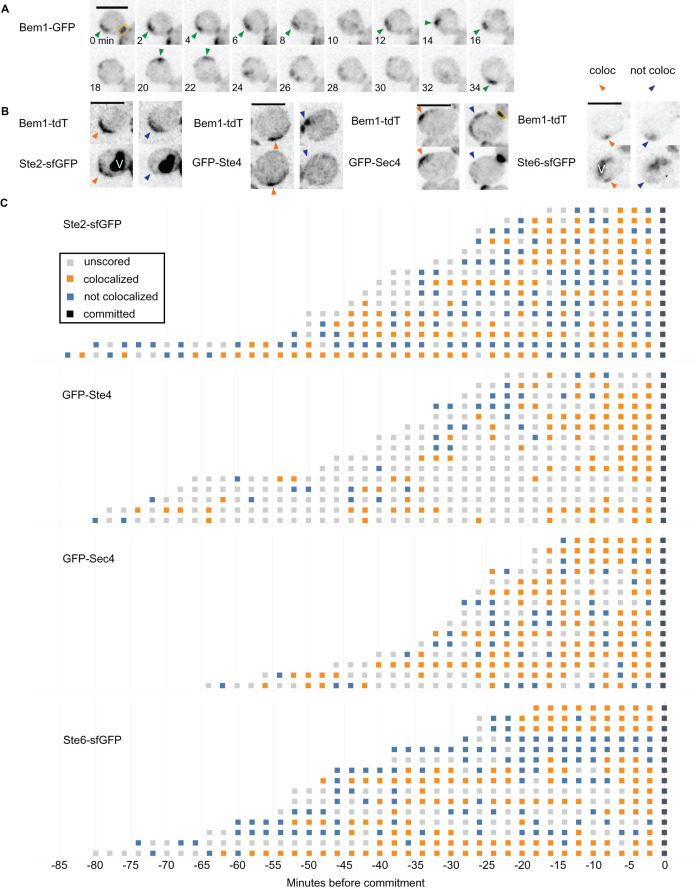 FIGURE 2: