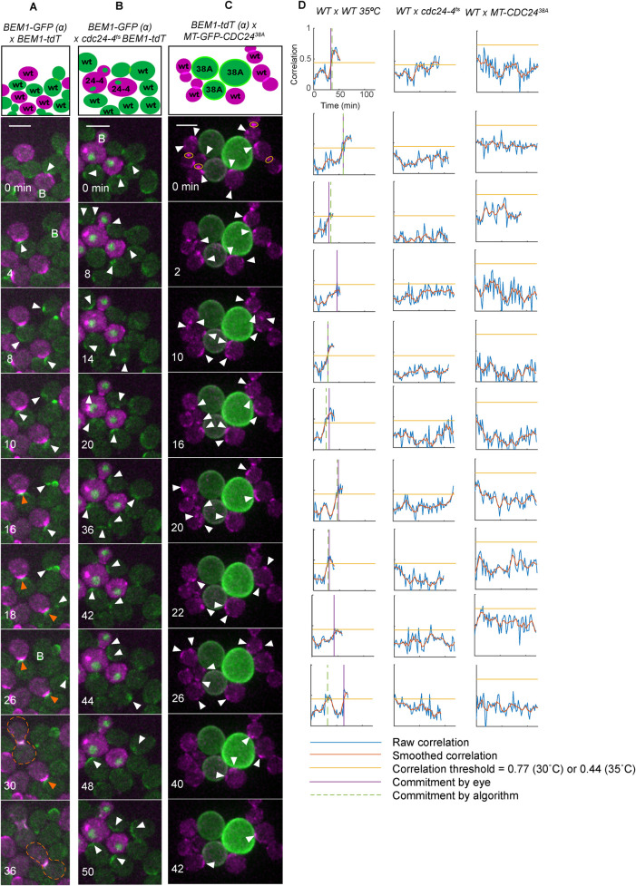 FIGURE 6: