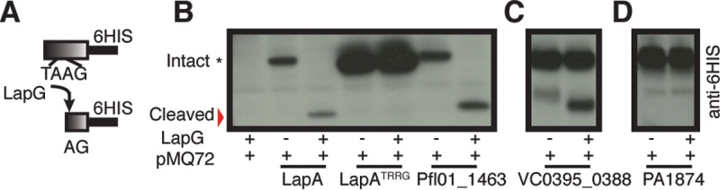 FIG 5