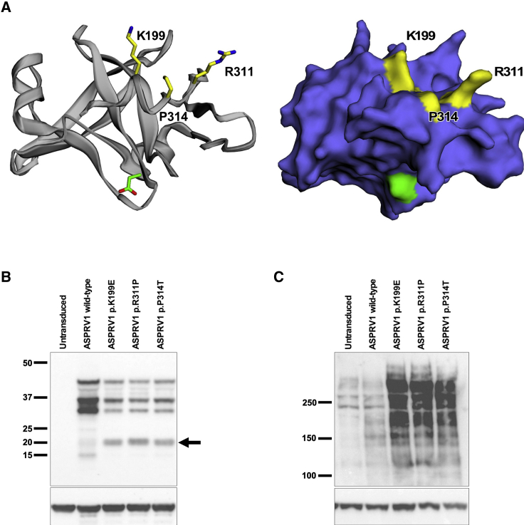 Figure 3