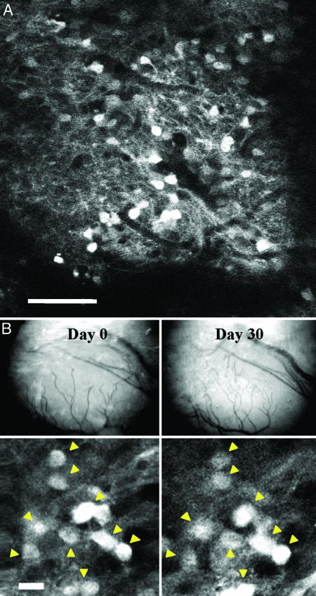 Fig. 3.