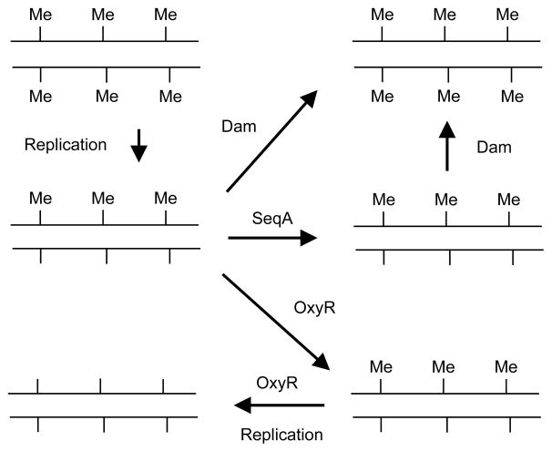 FIGURE 11