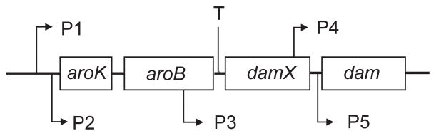 FIGURE 2