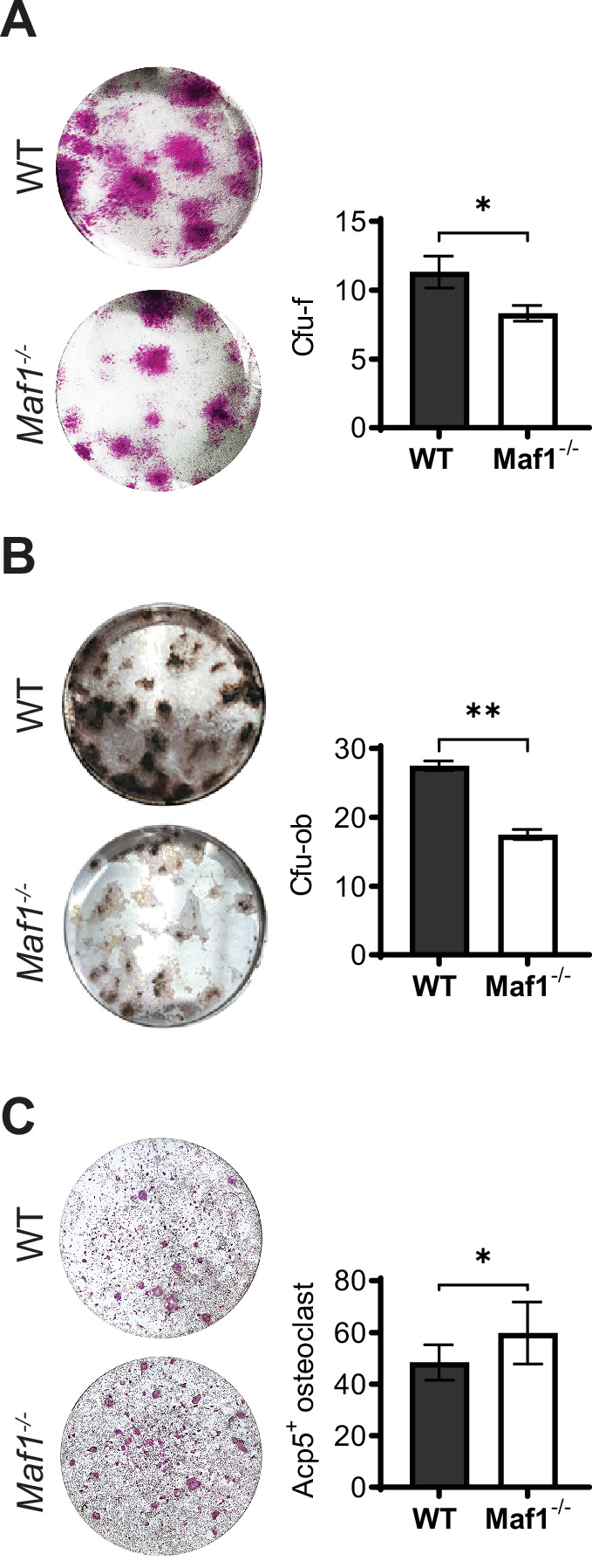 Figure 1—figure supplement 3.