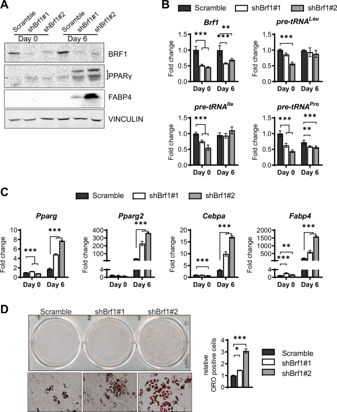 Figure 5—figure supplement 1.