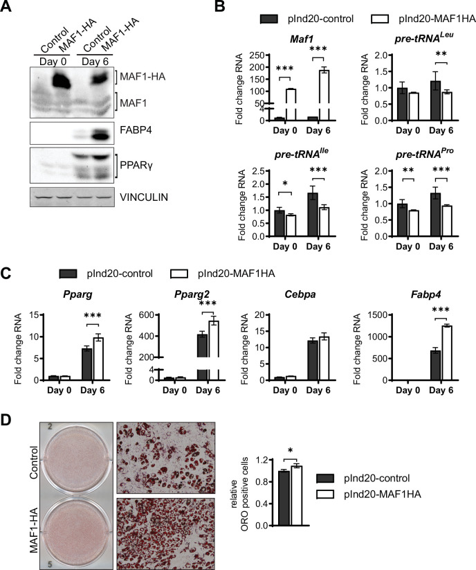 Figure 2—figure supplement 1.