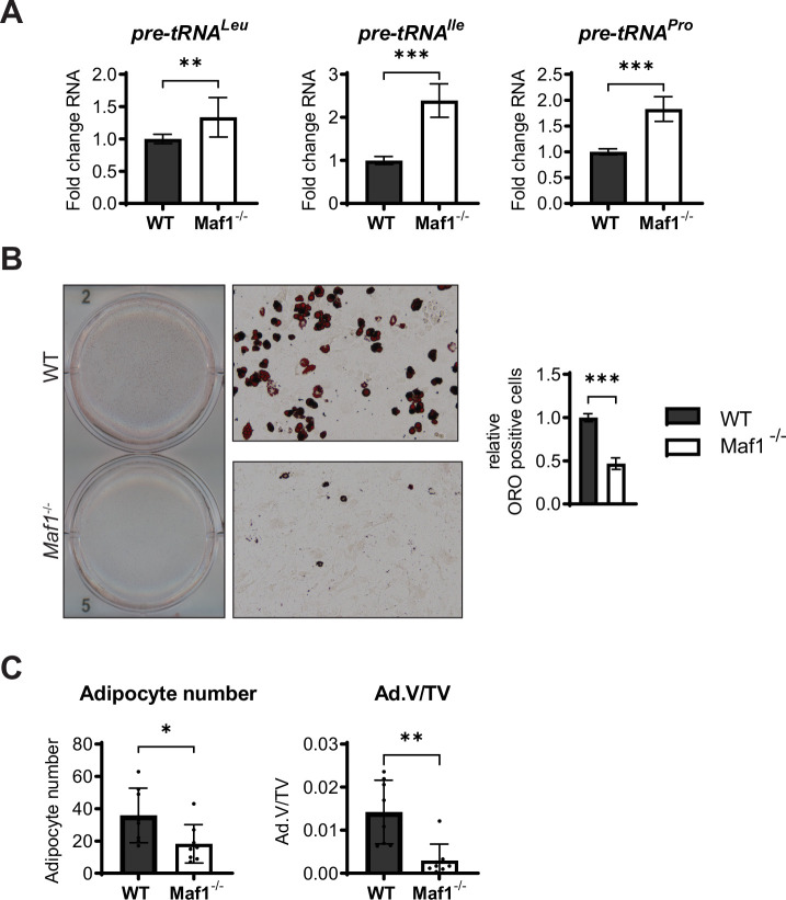 Figure 3—figure supplement 1.