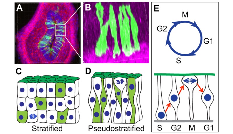 Box 1. Pseudostratification and interkinetic nuclear migration (IKNM)