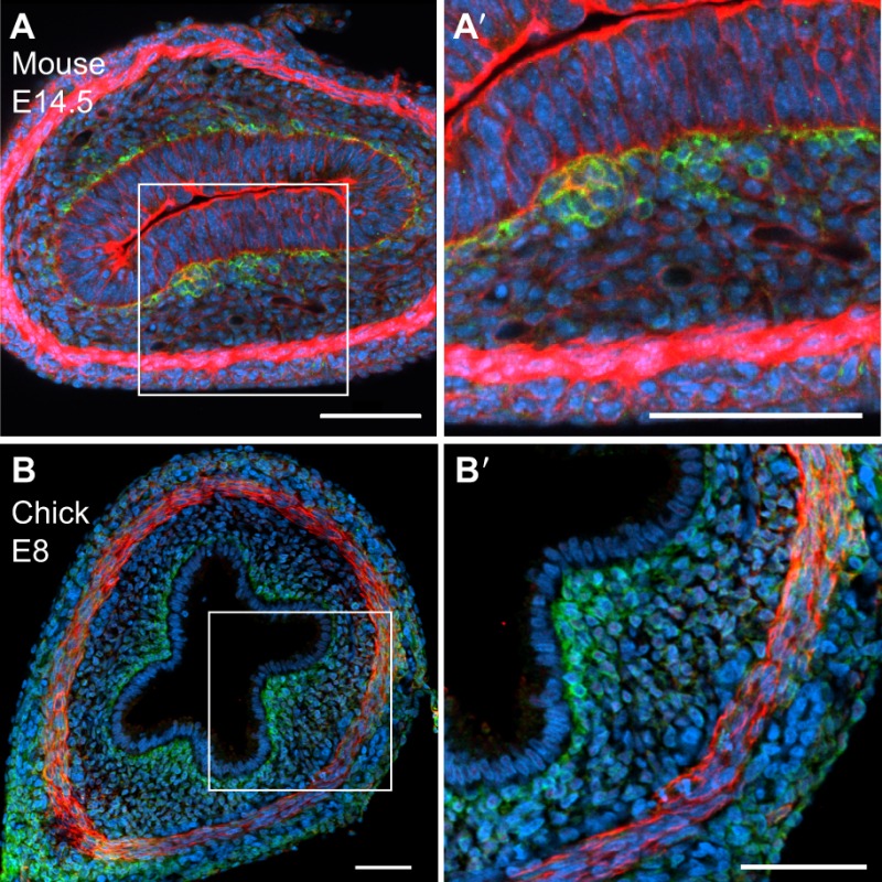 Box 2. Cell shape in chick and mouse pre-villus epithelium