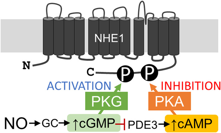 Graphical Abstract