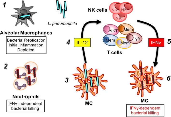 Fig 7