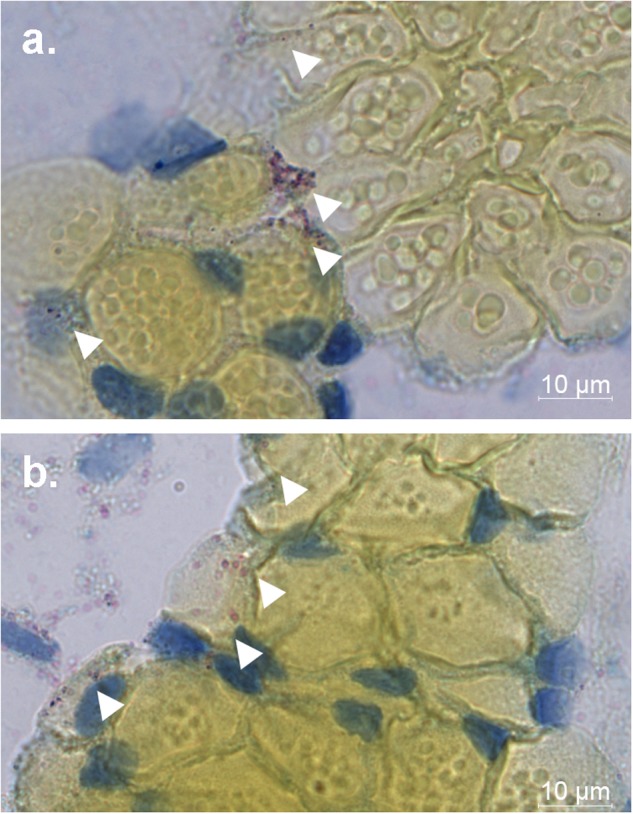 Fig. 6