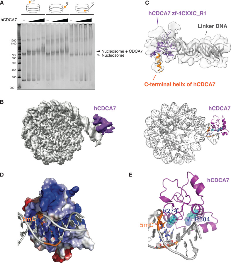 Fig. 3: