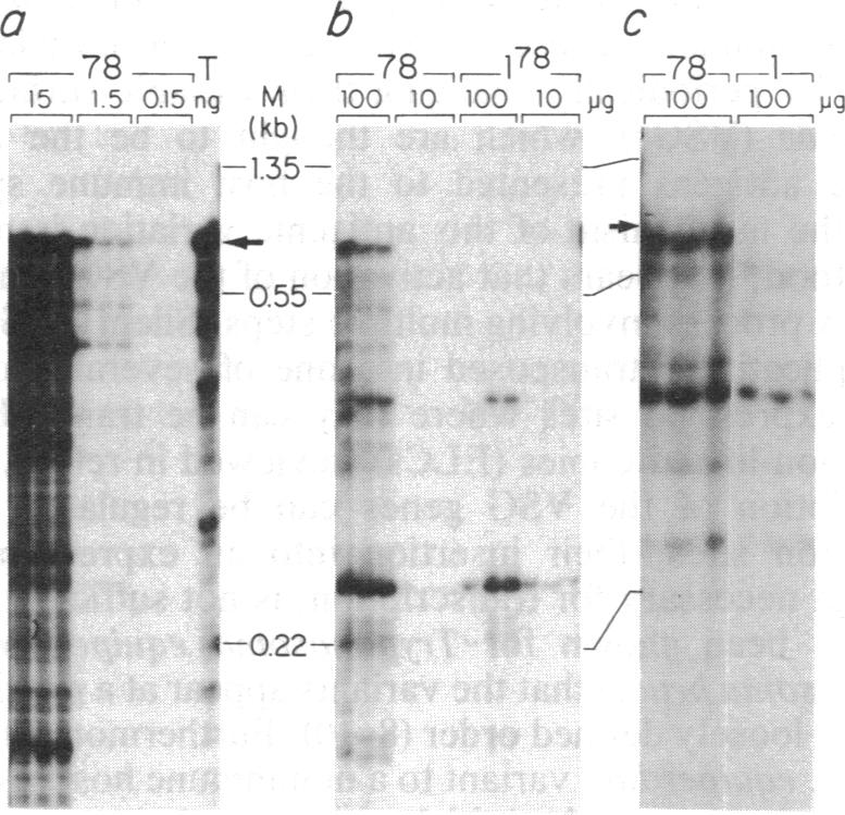 graphic file with name pnas00290-0334-a.jpg