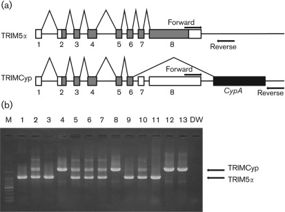 Fig. 1. 