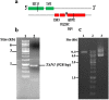 Fig. 2