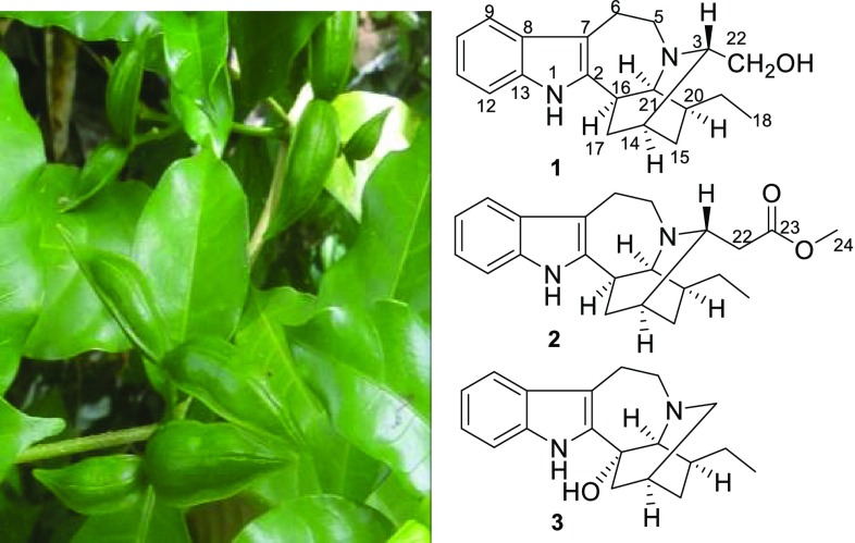 graphic file with name 13659_2018_166_Figa_HTML.jpg