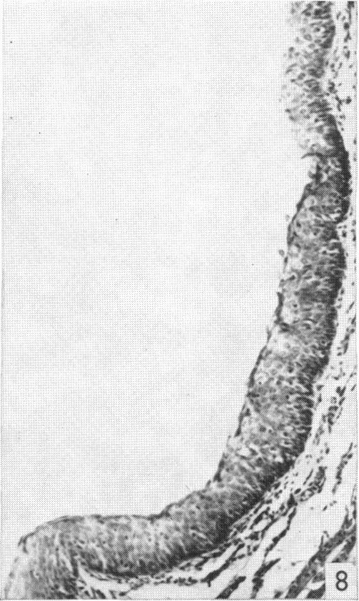 Fig. 8