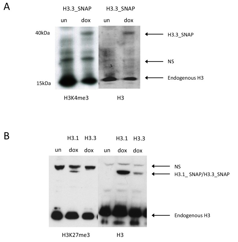 Figure 1—figure supplement 2.