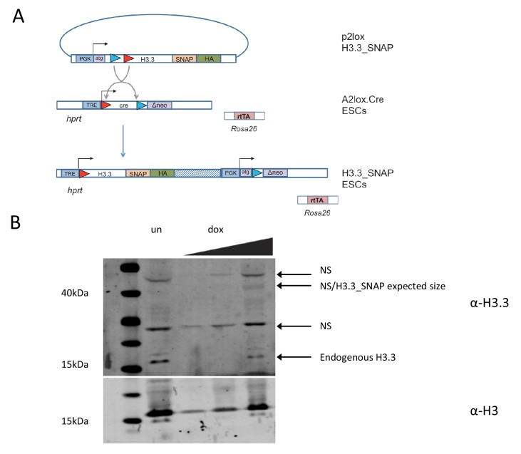 Figure 1—figure supplement 1.