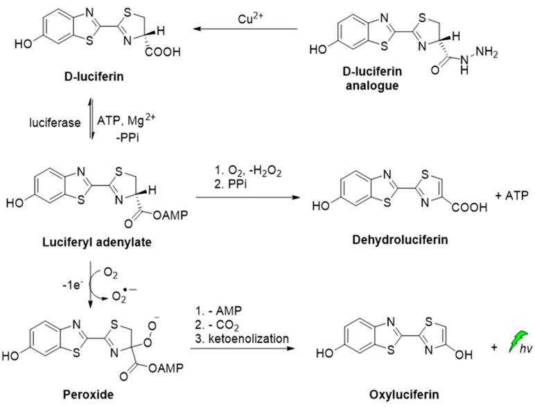 Scheme 3