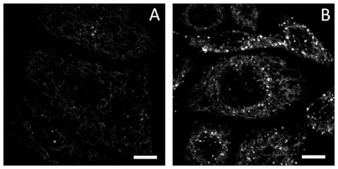 Fig. 5