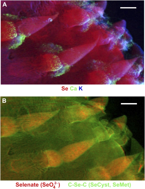 Figure 7.