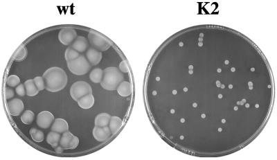 FIG. 8.