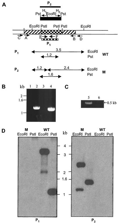 FIG. 1.