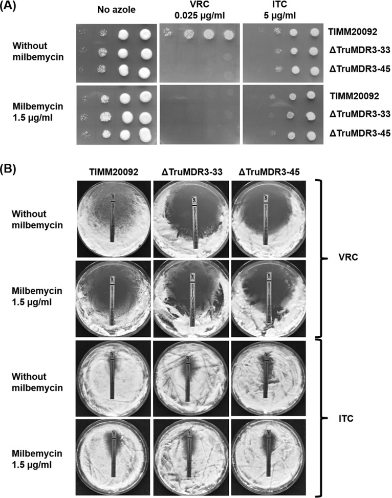 FIG 6