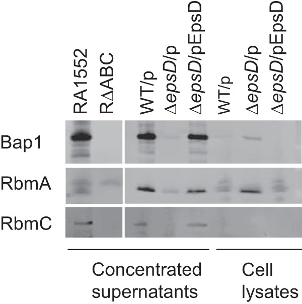 FIG 1