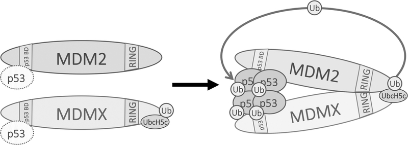 Figure 7.