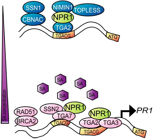 FIGURE 3