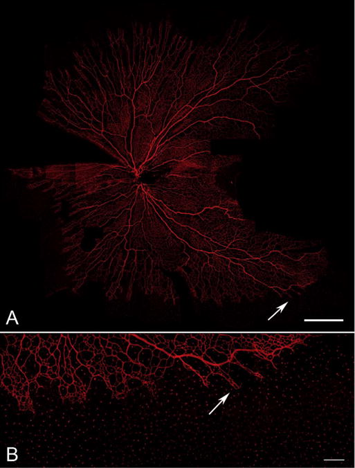 Fig. 22