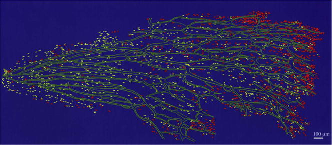 Development of the hyaloid, choroidal and retinal vasculatures in the ...