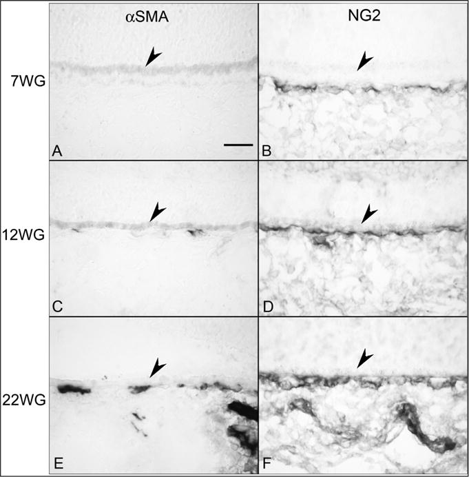 Fig. 15