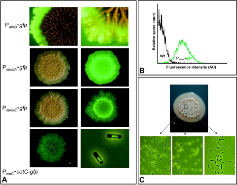 FIG. 3.