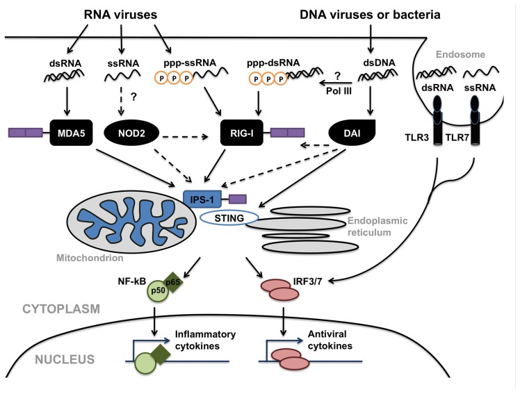 FIGURE 3