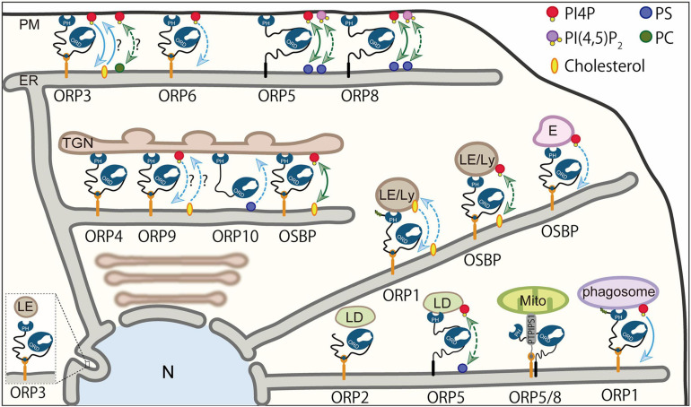 FIGURE 4