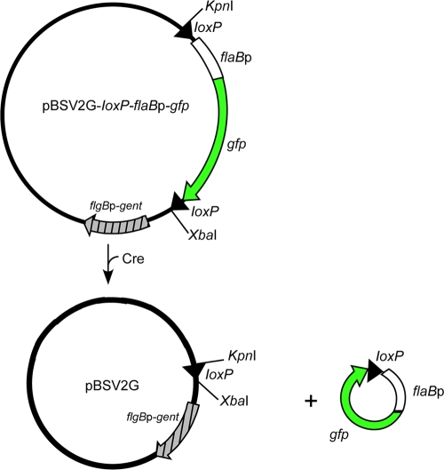 FIG. 1.