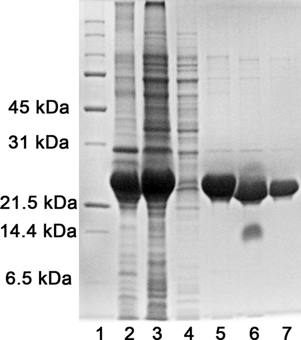 FIGURE 2.