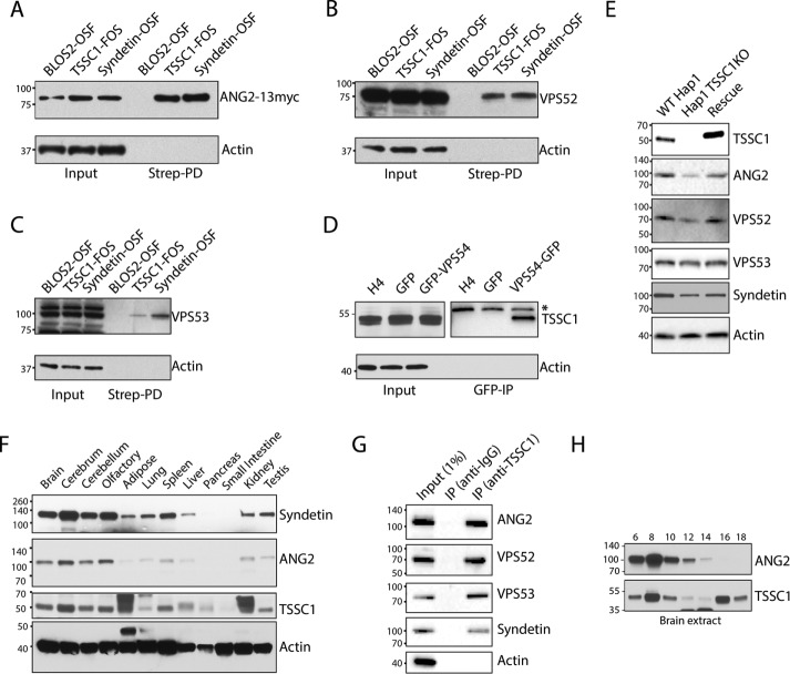 FIGURE 4: