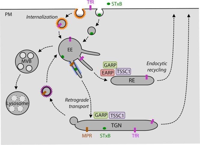 FIGURE 1: