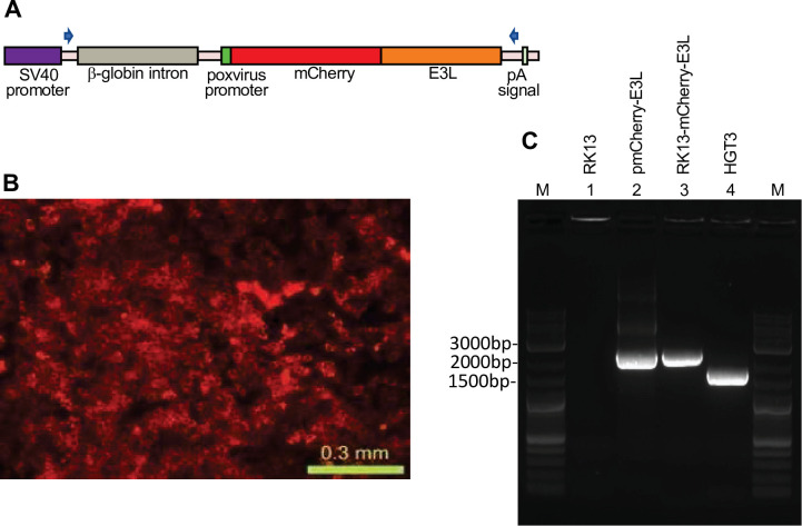 Figure 1—figure supplement 1.