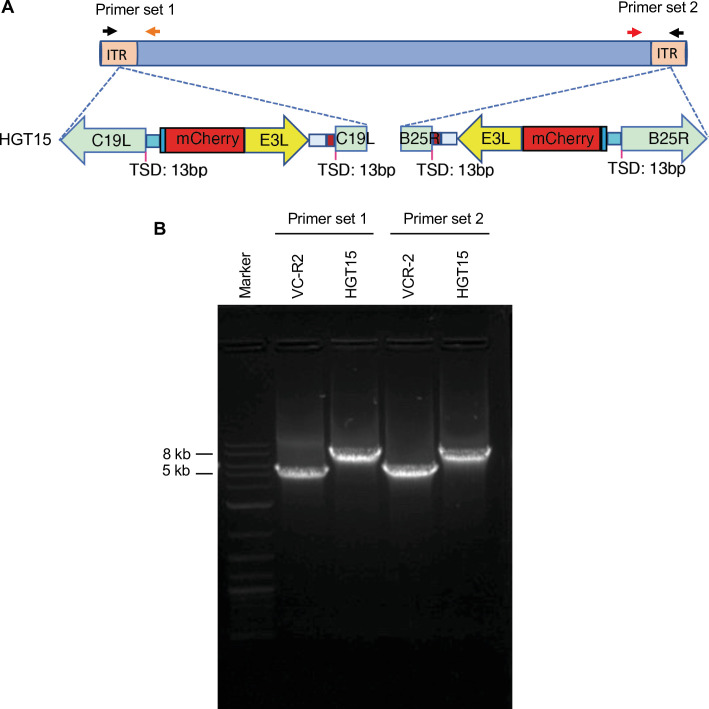 Figure 1—figure supplement 4.